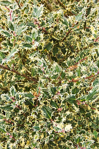 HIGHFIELD_HOLLIES__HAMPSHIRE__FROSTED_LEAVES_OF_THE_SPIKY_HOLLY__ILEX_AQUIFOLIUM_FEROX_ARGENTEA