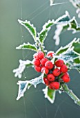 HIGHFIELD HOLLIES  HAMPSHIRE - FROSTED LEAVES AND RED BERRIES OF THE HOLLY - ILEX AQUIFOLIUM ALASKA