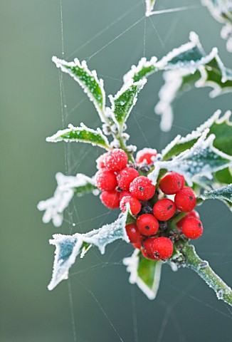 HIGHFIELD_HOLLIES__HAMPSHIRE__FROSTED_LEAVES_AND_RED_BERRIES_OF_THE_HOLLY__ILEX_AQUIFOLIUM_ALASKA