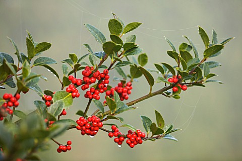 HIGHFIELD_HOLLIES__HAMPSHIRE__LEAVES_AND_RED_BERRIES_OF_THE_HOLLY__ILEX_ALTACLERENSIS_PURPLE_SHAFT
