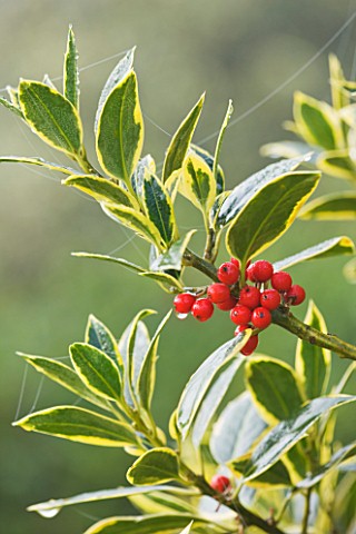 HIGHFIELD_HOLLIES__HAMPSHIRE__LEAVES_AND_RED_BERRIES_OF_THE_HOLLY__ILEX__X_ALTACLERENSIS_BELGICA_AUR