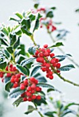 HIGHFIELD HOLLIES  HAMPSHIRE - FROSTED LEAVES AND RED BERRIES OF ILEX AQUIFOLIUM ALASKA