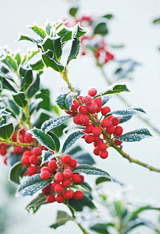 HIGHFIELD_HOLLIES__HAMPSHIRE__FROSTED_LEAVES_AND_RED_BERRIES_OF_ILEX_AQUIFOLIUM_ALASKA