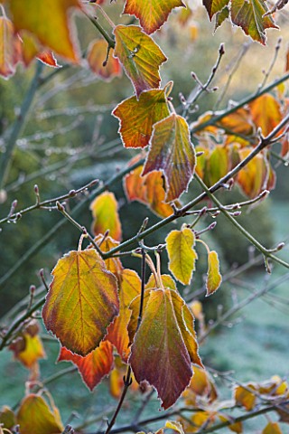 HIGHFIELD_HOLLIES__HAMPSHIRE__FROSTED_LEAVES_OF_PARROTIA_PERSICA