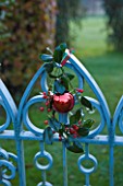 HIGHFIELD HOLLIES  HAMPSHIRE - BLUE METAL GATE DECORATED WITH BAUBLE AND THE HOLLY - ILEX J C VAN TOL