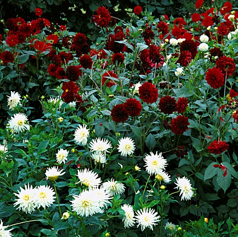 DAHLIAS_AT_WATERPERRY_GARDEN__OXFORDSHIRE_BEHIND_THE_WHITE_IS_ARABIAN_NIGHT_AND_IN_BG_BLOODSTONE