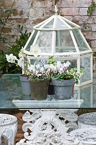 DESIGNER_JACKY_HOBBS__LONDON_GLASS_CLOCHE_OUTSIDE_DINING_ROOM__WHITE_CYCLAMEN_AND_HELLEBORES_IN_CONT