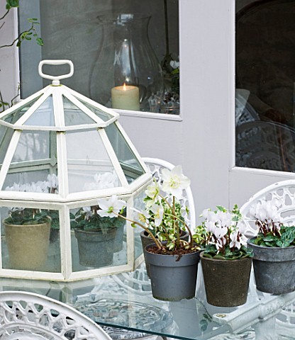 DESIGNER_JACKY_HOBBS__LONDON_GLASS_CLOCHE_OUTSIDE_DINING_ROOM__WHITE_CYCLAMEN_AND_HELLEBORES_IN_CONT