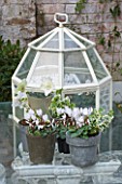 DESIGNER: JACKY HOBBS  LONDON: GLASS CLOCHE OUTSIDE DINING ROOM  WHITE CYCLAMEN AND HELLEBORES IN CONTAINERS