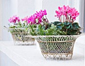 DESIGNER: JACKY HOBBS  LONDON - WHITE METAL CONTAINERS PLANTED WITH PINK CYCLAMEN ON FRONT WINDOW LEDGE AT CHRISTMAS