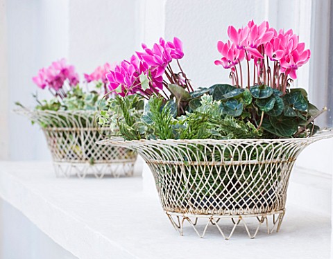 DESIGNER_JACKY_HOBBS__LONDON__WHITE_METAL_CONTAINERS_PLANTED_WITH_PINK_CYCLAMEN_ON_FRONT_WINDOW_LEDG
