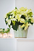 DESIGNER: JACKY HOBBS  LONDON: THE LIVING ROOM AT CHRISTMAS WITH POINSETTIAS AND CABBAGES IN CONTAINERS ON MANTELPIECE. HOUSEPLANTS