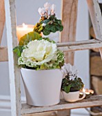 DESIGNER: JACKY HOBBS  LONDON: STEP LADDER WITH CANDLE  WHITE CYCLAMEN AND CABBAGE IN WHITE CONTAINERS. HOUSEPLANTS