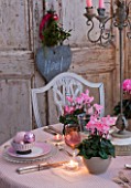 DESIGNER: JACKY HOBBS  LONDON: THE LIVING ROOM AT CHRISTMAS WITH DOOR  WREATH AND TABLE SET WITH PINK CYCLAMEN IN CONTAINERS