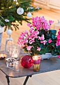 DESIGNER: JACKY HOBBS  LONDON: THE LIVING ROOM AT CHRISTMAS WITH METAL TABLE SET WITH PINK CYCLAMEN IN CONTAINERS