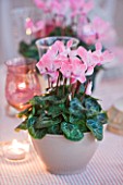 DESIGNER: JACKY HOBBS  LONDON: THE LIVING ROOM AT CHRISTMAS WITH DINING TABLE SET WITH PINK CYCLAMEN IN CONTAINER