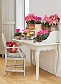DESIGNER: JACKY HOBBS  LONDON: THE LIVING ROOM AT CHRISTMAS WITH WHITE CHAIR AND DRESSER WITH PINK CYCLAMEN AND POINSETTIAS IN CONTAINERS. HOUSEPLANTS