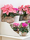 DESIGNER: JACKY HOBBS  LONDON: THE LIVING ROOM AT CHRISTMAS WITH WHITE CHAIR AND DRESSER WITH PINK CYCLAMEN AND POINSETTIAS IN CONTAINERS. HOUSEPLANTS