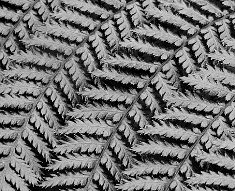 RHS_GARDEN__WISLEY__SURREY__BLACK_AND_WHITE_CLOSE_UP_OF_THE_LEAVES_OF_DICKSONIA_SQUARROSA