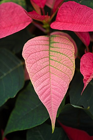RHS_GARDEN__WISLEY__SURREY__CLOSE_UP_OF_THE_PINK_LEAVES_OF_A_POINSETTIA__EUPHORBIA_PULCHERRIMA_PINK_