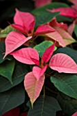 RHS GARDEN  WISLEY  SURREY - CLOSE UP OF THE PINK LEAVES OF A POINSETTIA - EUPHORBIA PULCHERRIMA PINK CADILLAC