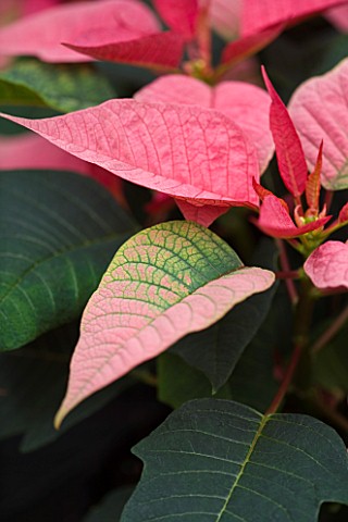 RHS_GARDEN__WISLEY__SURREY__CLOSE_UP_OF_THE_PINK_LEAVES_OF_A_POINSETTIA__EUPHORBIA_PULCHERRIMA_PINK_