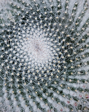 RHS_GARDEN__WISLEY__SURREY__CLOSE_UP_OF_THE_SPIKES_OF_MAMMILLARIA_HAHNIANA__OLD_LADY_CACTUS