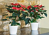 DESIGNER: CLIVE NICHOLS - XMAS CHRISTMAS HOUSEPLANTS - EUPHORBIA PULCHERRIMA   RED AND CREAM POINSETTIAS IN CONTAINERS ON MARBLE SIDEBOARD