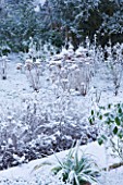 FORMAL TOWN GARDEN IN SNOW  OXFORD  WINTER: DESIGN BY LIZ NICHOLSON - HYDRANGEA ANNABELLE COVERED IN SNOW