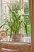 BRUERN COTTAGES  OXFORDSHIRE: CHRISTMAS - ORCHID IN CONTAINER ON LIVING ROOM WINDOWSILL