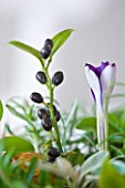 BRUERN COTTAGES  OXFORDSHIRE: CHRISTMAS - BERRIES AND A CROCUS FROM THE GARDEN IN A VASE ON THE DINING TABLE