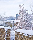 RICKYARD BARN  NORTHAMPTONSHIRE: THE GARDEN IN SNOW WITH WOODEN NEEDLE  WALLS AND MALUS RED SENTINEL