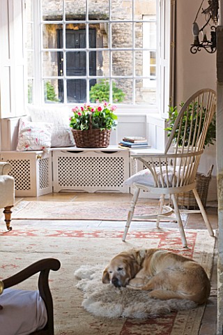 DESIGNER_CAROLYN_MINTY__GLOUCESTERSHIRE__VIEW_THROUGH_THE_SITTING_ROOM_WITH_SULA_IN_THE_FOREGROUND