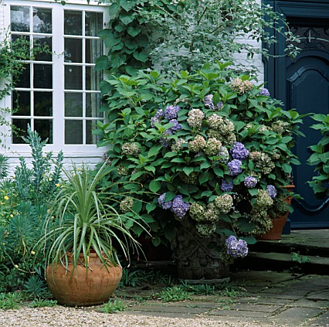 BLUE_HYDRANGEA__PUYA_CHILENSE_IN_CONTAINERS_BY_FRONT_DOOR_AT_OSLER__RD__OXFORD