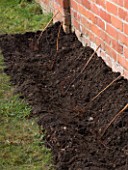 DESIGNER: CLARE MATTHEWS: PLANTING A BAREROOT RASPBERRY CANE FRUIT BUSH - PREPARED SOIL BED WITH CANES IN POSITION