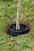 DESIGNER: CLARE MATTHEWS: PLANTING A BAREROOT FRUIT TREE: TREE IN BLACK PLASTIC CONTAINER IN HOLE