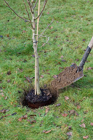 DESIGNER_CLARE_MATTHEWS_PLANTING_A_BAREROOT_FRUIT_TREE_BACKFILLING_TREE_WITH_SOIL