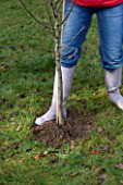 DESIGNER: CLARE MATTHEWS: PLANTING A BAREROOT FRUIT TREE: SOIL BEING FIRMED AROUND THE ROOT BALL TO ENSURE THERE ARE NO AIRPOCKETS