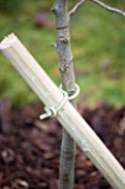DESIGNER: CLARE MATTHEWS: PLANTING A BAREROOT FRUIT TREE: STAKE HOLDING YOUNG TREE SHOWING TREE TIE