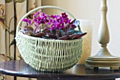 DESIGNER: CLARE MATTHEWS: HOUSEPLANT PROJECT - AFRICAN VIOLETS IN A WICKER CONTAINER ON SIDEBOARD