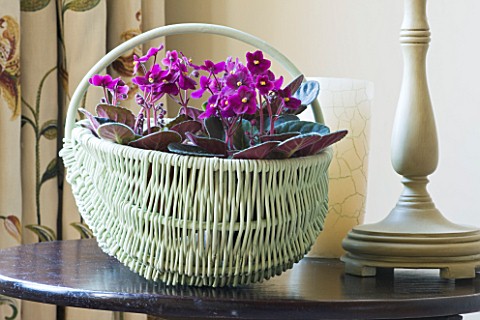 DESIGNER_CLARE_MATTHEWS_HOUSEPLANT_PROJECT__AFRICAN_VIOLETS_IN_A_WICKER_CONTAINER_ON_SIDEBOARD
