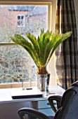 DESIGNER: CLARE MATTHEWS: HOUSEPLANT PROJECT - SAGO PALM -  CYCAS REVOLUTA - IN CHAMPAGNE BUCKET CONTAINER IN HOME OFFICE WINDOWSILL