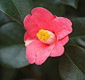 THE PINK FLOWER OF CAMELLIA JAPONICA VAR ALBIPETALA