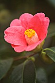 THE PINK FLOWER OF CAMELLIA JAPONICA VAR ALBIPETALA