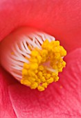 CLOSE UP OF THE CENTRE OF THE PINK FLOWER OF CAMELLIA JAPONICA VAR ALBIPETALA