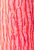 PINK AND WHITE BARK OF THE MAPLE ACER CONSPICUUM PHOENIX
