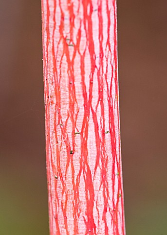PINK_AND_WHITE_BARK_OF_THE_MAPLE_ACER_CONSPICUUM_PHOENIX