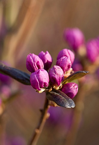 RHS_GARDEN_WISLEY__SURREY_CLOSE_UP_OF_THE_PINK_FLOWERS_OF_RHODODENDRON_DAURICUM_MIDWINTER__AGM__SEMI