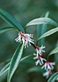 RHS GARDEN WISLEY  SURREY: CLOSE UP OF FLOWER OF SARCOCOCCA HOOKERIANA VAR DIGYNA - AGM - SWEET BOX - SHRUB