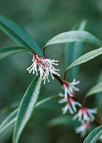 RHS_GARDEN_WISLEY__SURREY_CLOSE_UP_OF_FLOWER_OF_SARCOCOCCA_HOOKERIANA_VAR_DIGYNA__AGM__SWEET_BOX__SH
